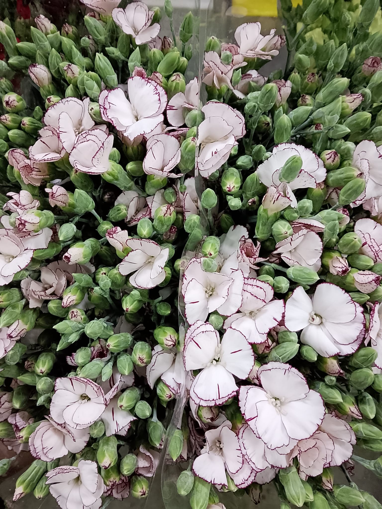 Clavel Solomio Italia Mariposa 60cm "T50" (7 Dias - 2�)