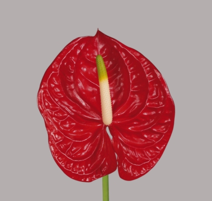 Anthurium Hol. Eterno Rj �13  "CC12" (7 Dias - 2�)
