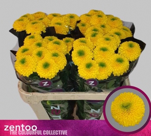 Uniflor Hol. Brasiliana 80gr Ama. (7 Dias - 2�)