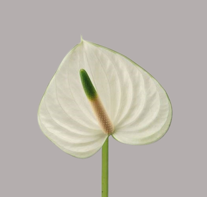 Anthurium Hol. Snowy �7-9  "CC15" (7 Dias - 2�)