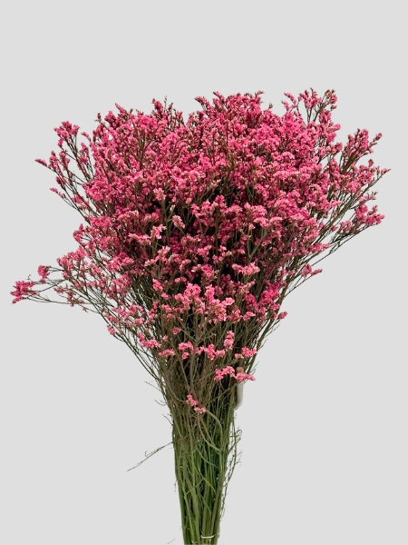 Limonium Italia Hibrido Fucsia 80cm +600gr "Paquete"