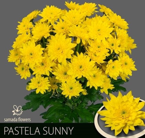 Margarita Hol. Pastela Sunny 85gr Am.