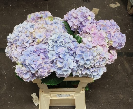 Hortensia Hol. My Minerva 60cm �14/16 Malva