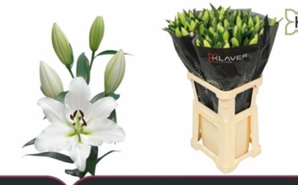 Oriental Hol. Bl. Vestaro 90cm 3/4 fl.