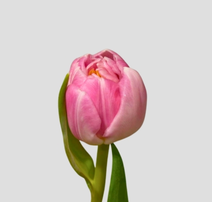Tulipan Hol. Double Voque  40cm Fuc.