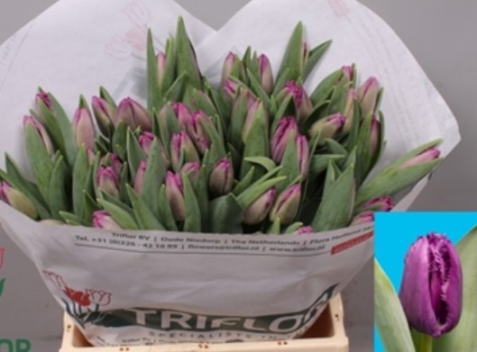 Tulipan Hol. Fr. San Clemente 45cm Mor.