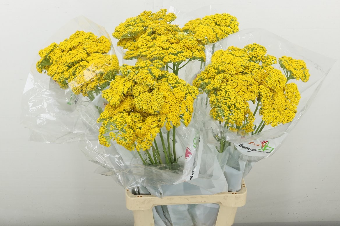 Achilea Hol. Park Variety 60cm "T25"