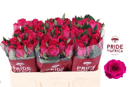 Rosa Hol. Xenon 50cm Fux.