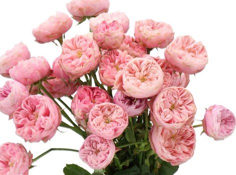 Ramificada Royal Blush Charm 50cm 35gr "Premium"