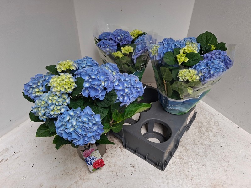 P. Hortensia Early blue 15/40cm x6 7F