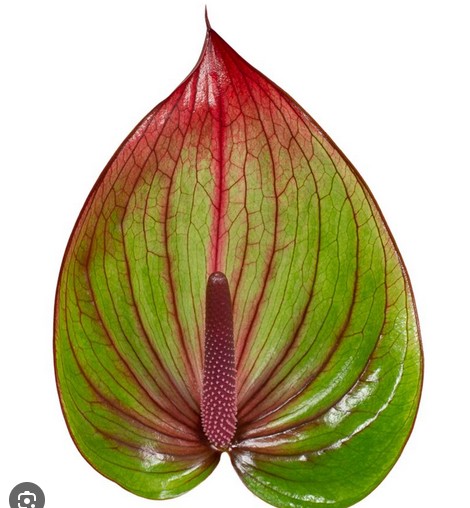 Anthurium Hol. Barika �9  "CC20"