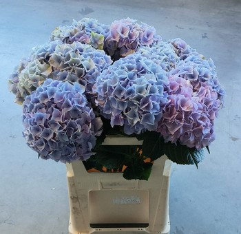 Hortensia Hol. My Minerva 75cm �18/20 Malva