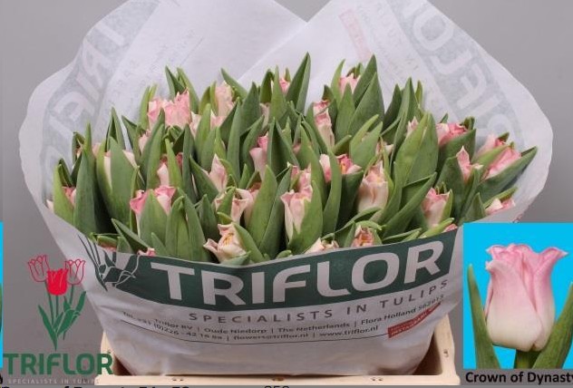 Tulipan Hol. Co Crown Dynasty 40cm