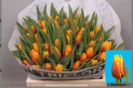 Tulipan Hol. Davenport 40cm Bic.