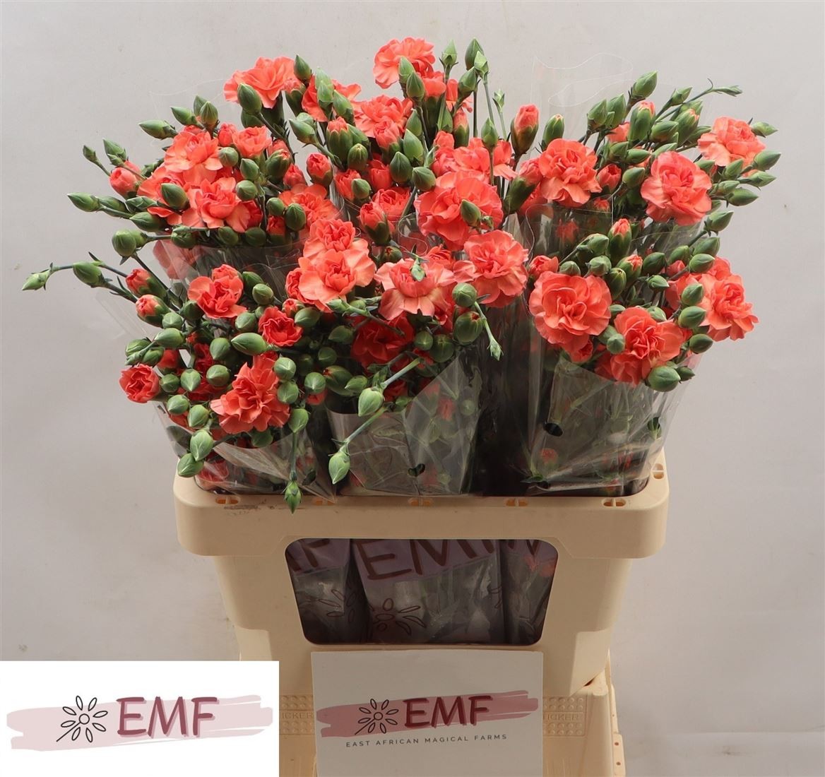 Clavel Hol. Mini Orange Amelie 65cm 45gr