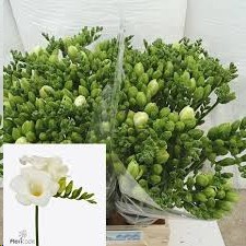 Fresia Hol. San Remo 55cm 25gr Bl. "T50"