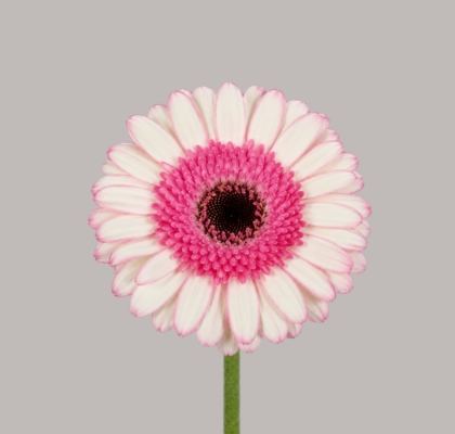 Gerbera Mini Hol. Demi "T20"