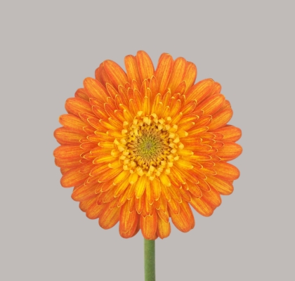 Gerbera Mini Hol. Gizela "T20"
