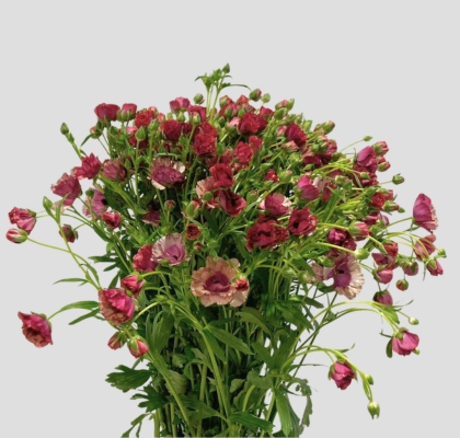 Ranunculos Magical Raspberry 60cm 25gr "T10"