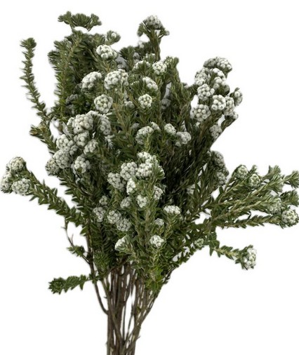 Safari Cotton Bush 50cm