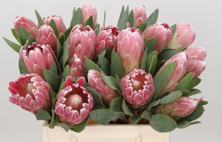 Protea Penny Pink 50cm