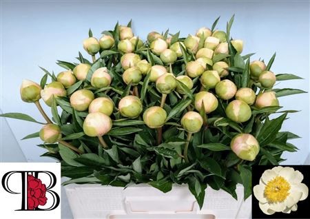 Peonia Italia Clare De Lune 60cm