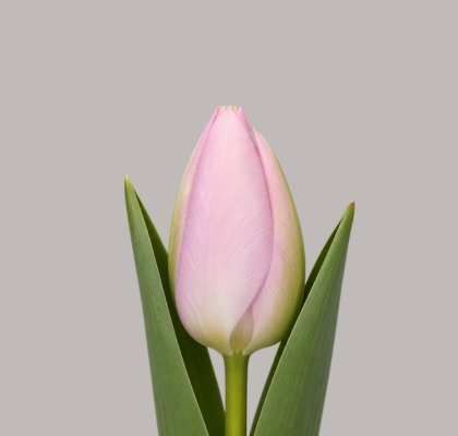 Tulipan Hol. Signum 35cm