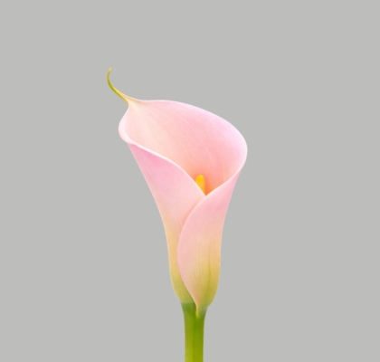 Calla Gr. Eydolls Salmon 60cm