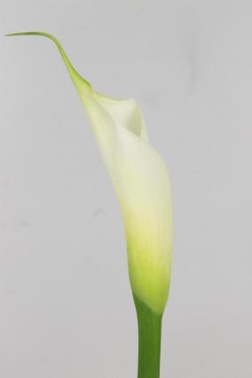 Calla Gr. Eydolls White 80cm