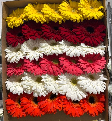Gerbera Nac. Mixta "T30"