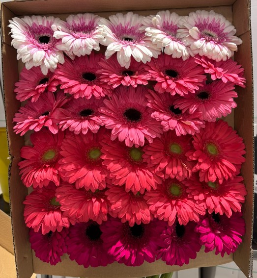 Gerbera Nac. Rosados Mix "T30"
