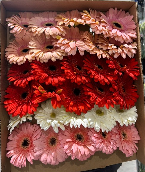 Gerbera Nac. Pasteles Mix "T30"