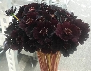 Cosmos Black Beauty 35cm "T30"