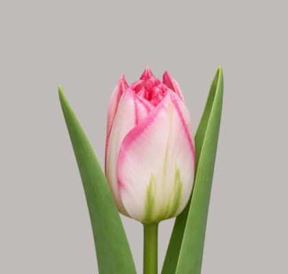 Tulipan Hol. Doble Pink Delight 45cm Rs.