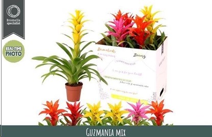 P. Guzmania Mixta 3 Srt 12/55cm x6