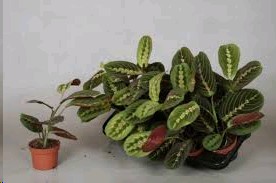 P. Maranta Fascinator 12/30cm x8