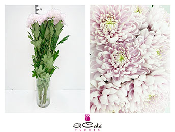Uniflor Hol. Rossano Rosa 70g. (7 Dias - 2�)