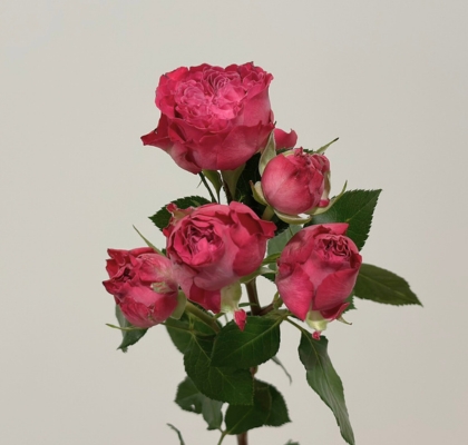 Ramificada Royal magic 60cm (7 Dias - 2�)