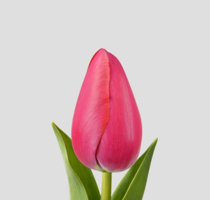 Tulipan Frances Swarovski 60cm Rs. (7 Dias - 2�)