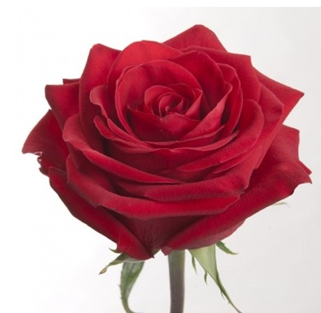 Rosa Ecu. Check Mate  50cm Rj. (7 Dias - 2�)