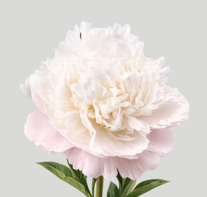 Peonia Nac. Moon Over 55cm Rs. (7 Dias - 2�)