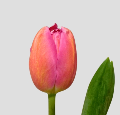 Tulipan Hol. Barcel Pink 48cm (7 Dias - 2�)