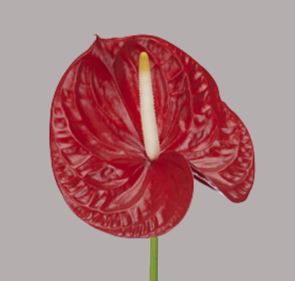Anthurium Hol. Rambla Rj. �13  "CC12" (7 Dias - 2�)
