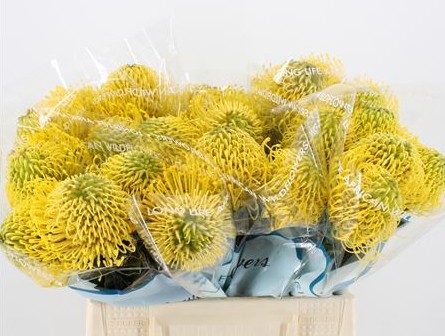 Protea Nutans High Gold 40cm Am. (7 Dias - 2�)