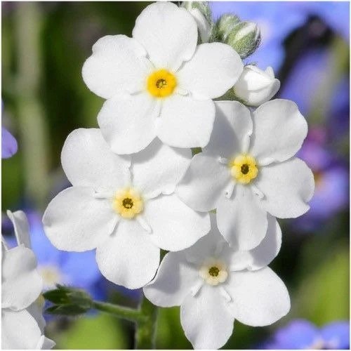 Myosotis White Memory 40cm