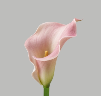 Calla Captain Marrero 50cm Rs.