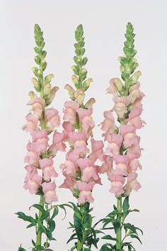 Antirrhinum Italia Light Pink 70cm