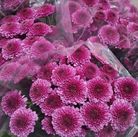 Santini Nac. Fucsia 70cm