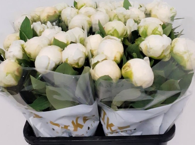 Peonia Italia Madame Claude Tain 40cm