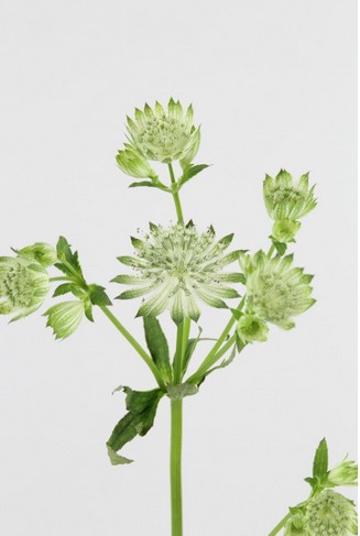 Astrantia Italia Shaggy 60cm "T30"